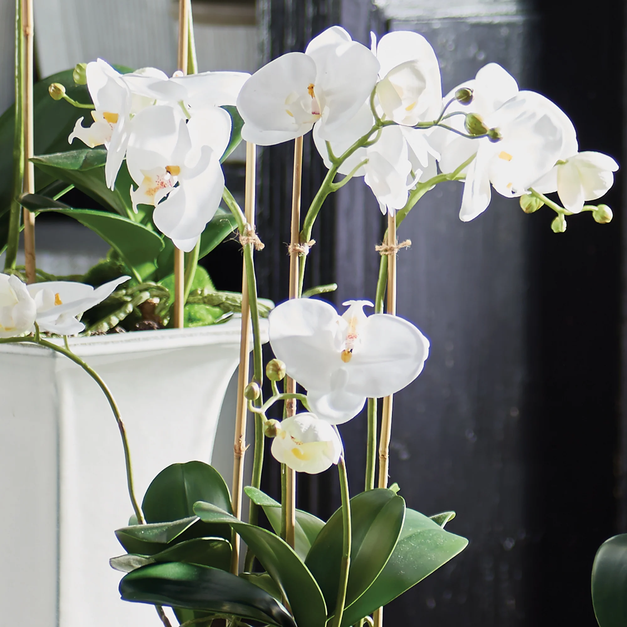 BARCLAY BUTERA PHALAENOPSIS IN CERAMIC POT 18.5" - Image 3