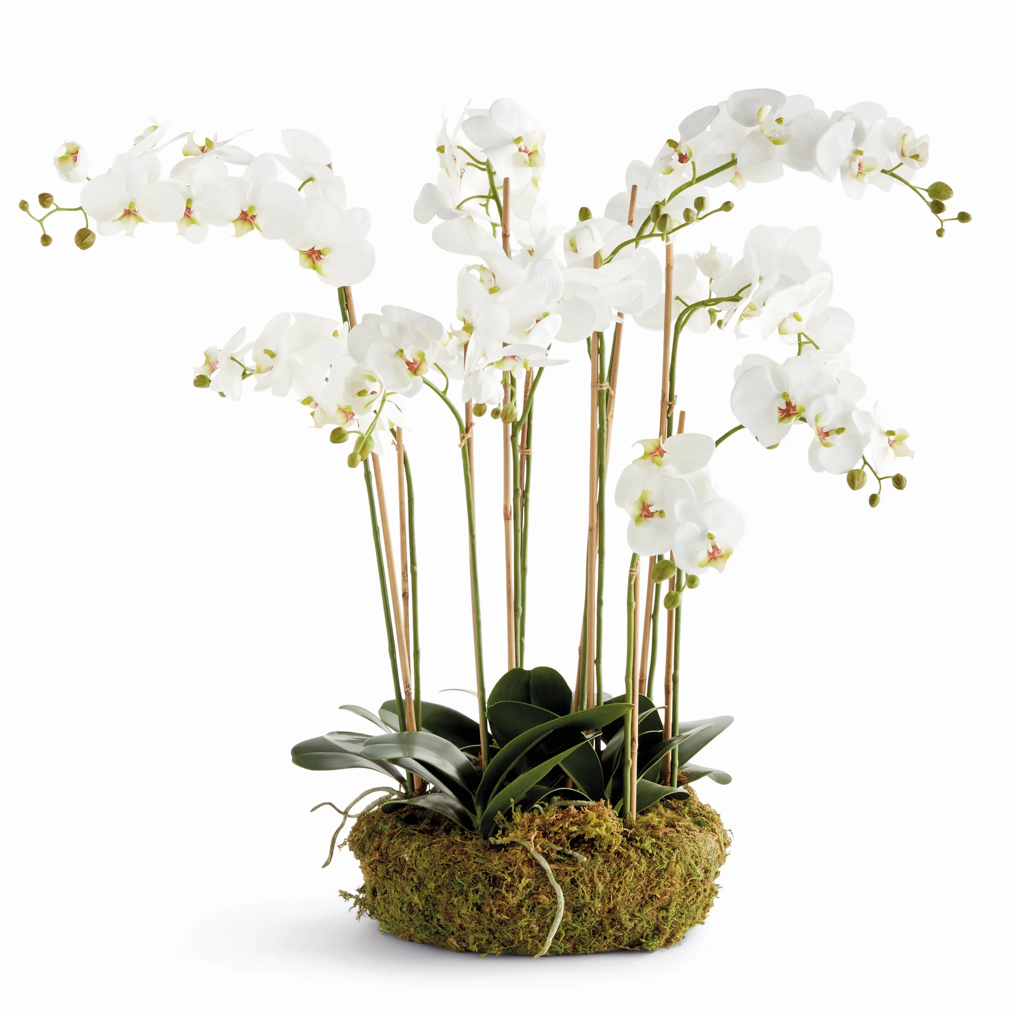 PHALAENOPSIS ORCHID BOWL DROP-IN 35"
