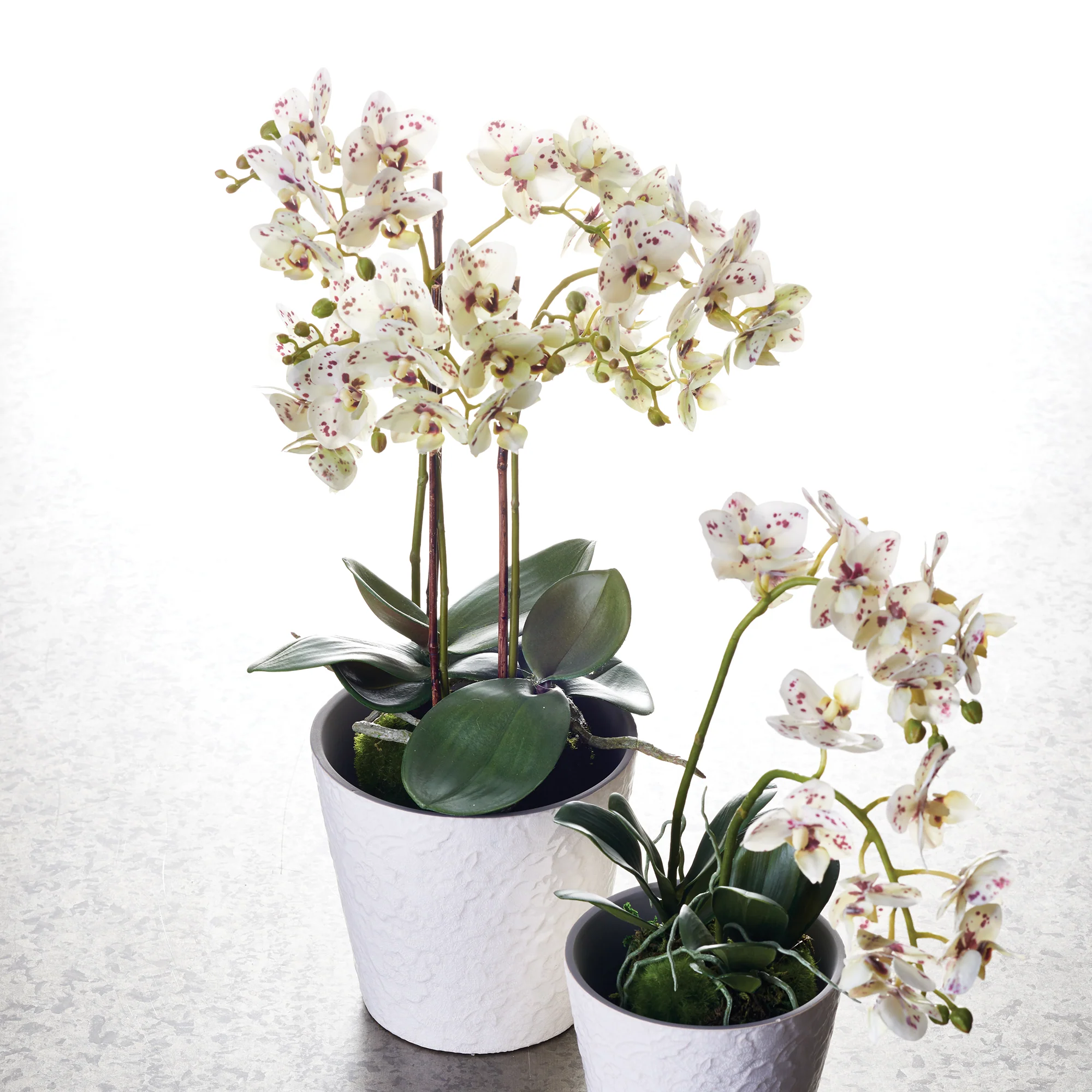 PHALAENOPSIS ORCHID DROP-IN 20" - Image 3