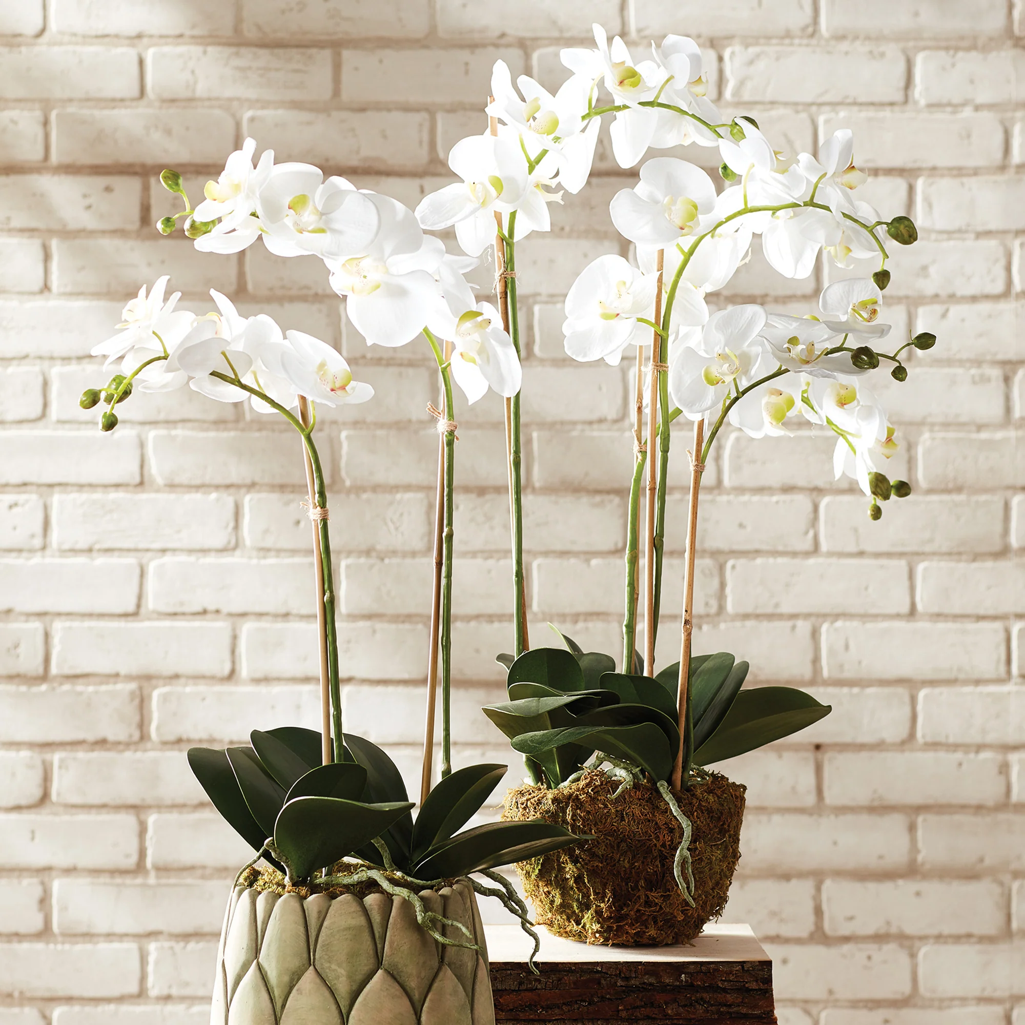 PHALAENOPSIS ORCHID DROP-IN 30" - Image 4