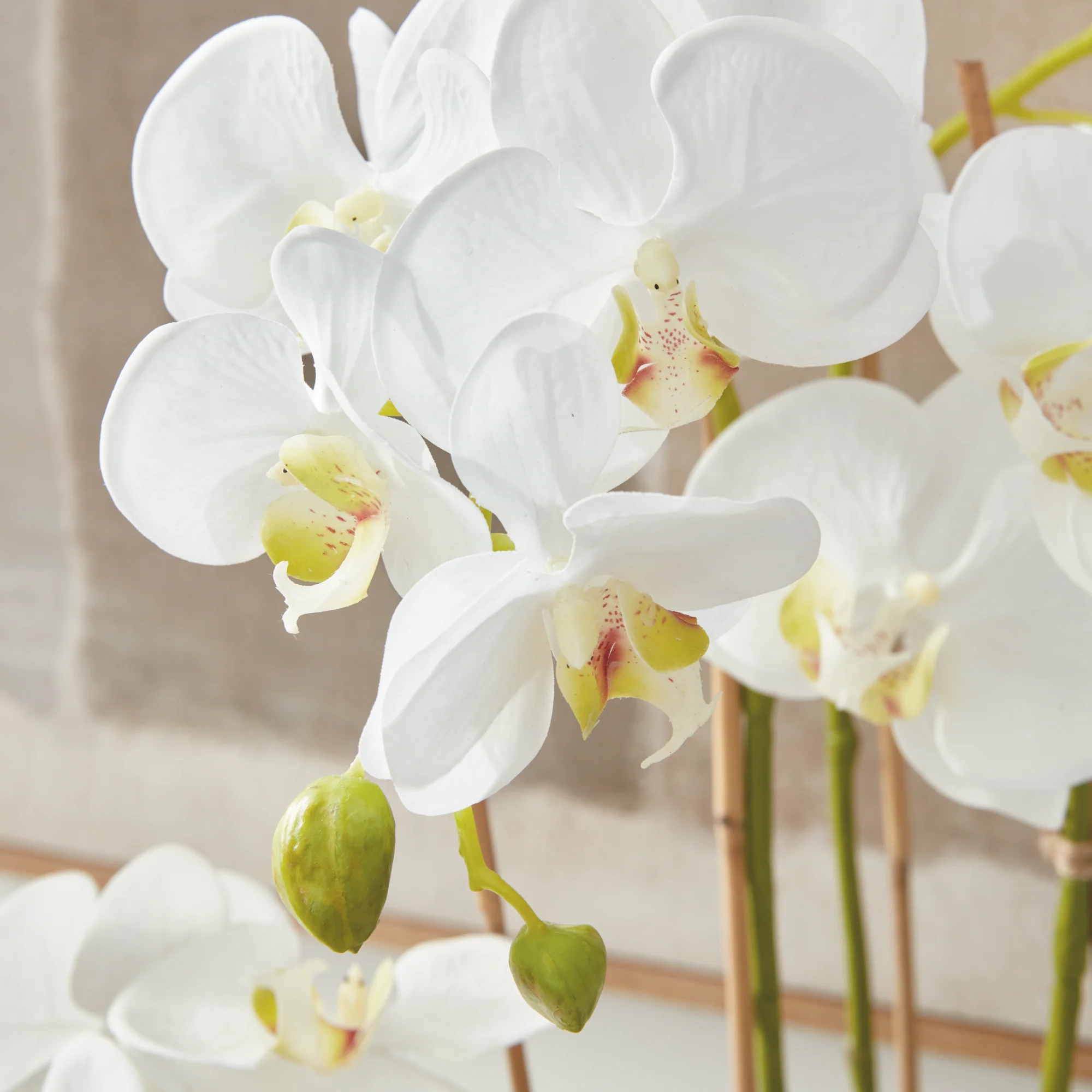 PHALAENOPSIS ORCHID DROP-IN 30" - Image 7