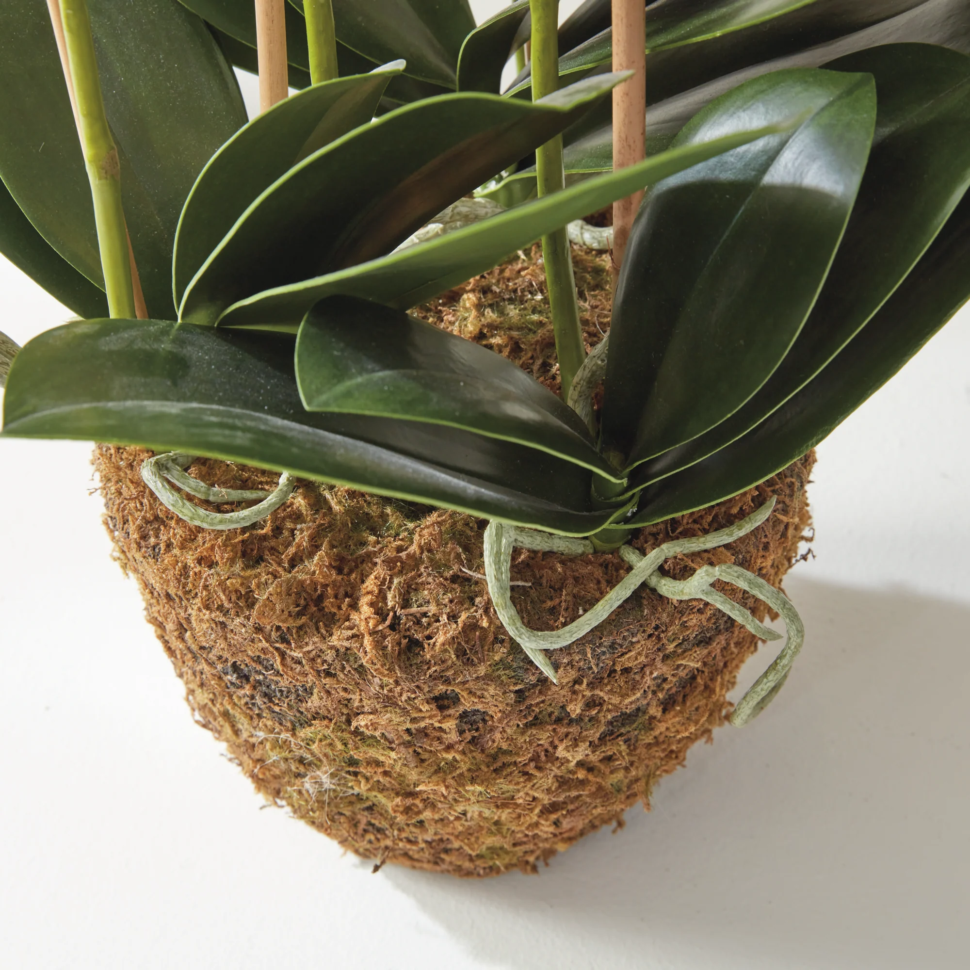 PHALAENOPSIS ORCHID DROP-IN 30" - Image 8
