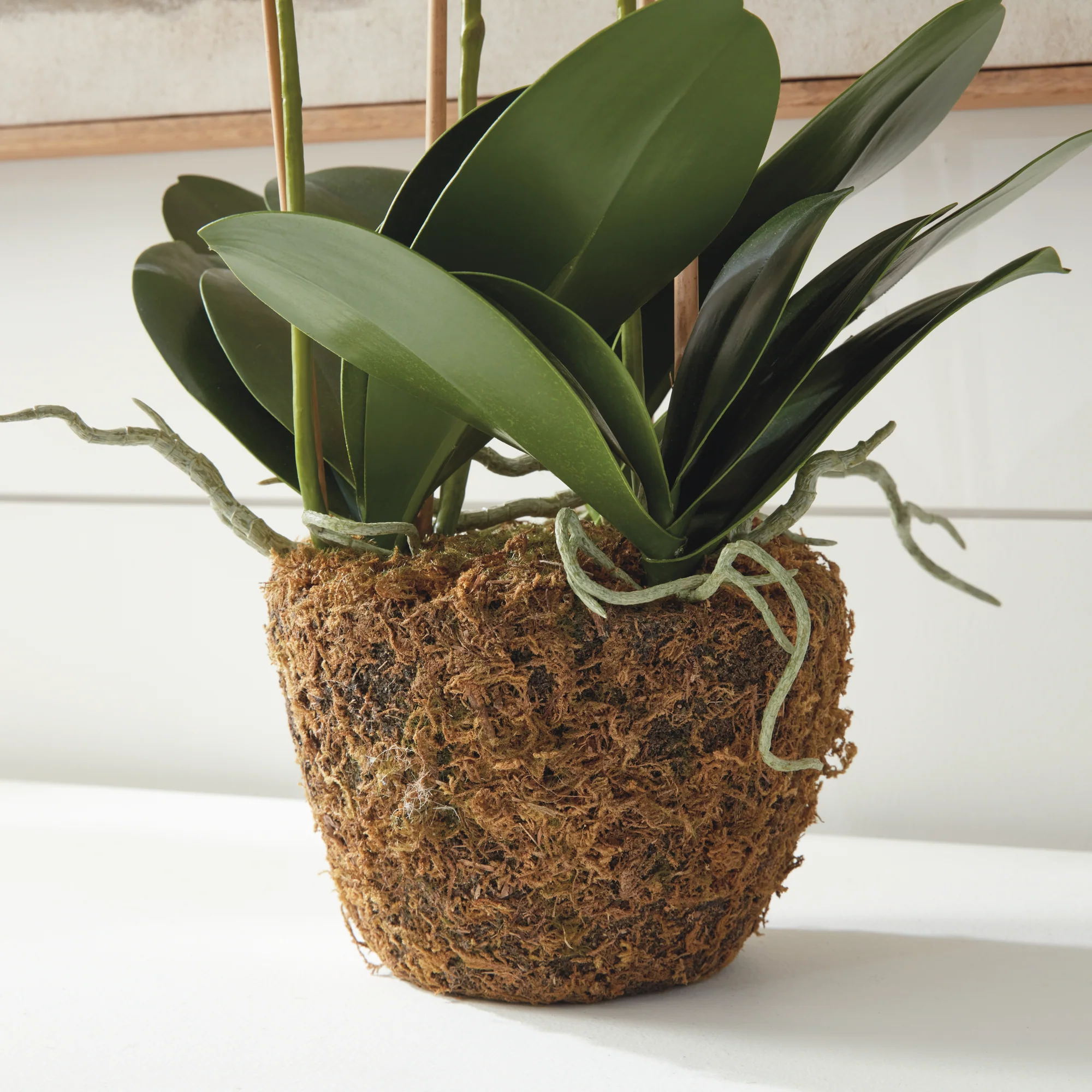 PHALAENOPSIS ORCHID DROP-IN 30" - Image 9