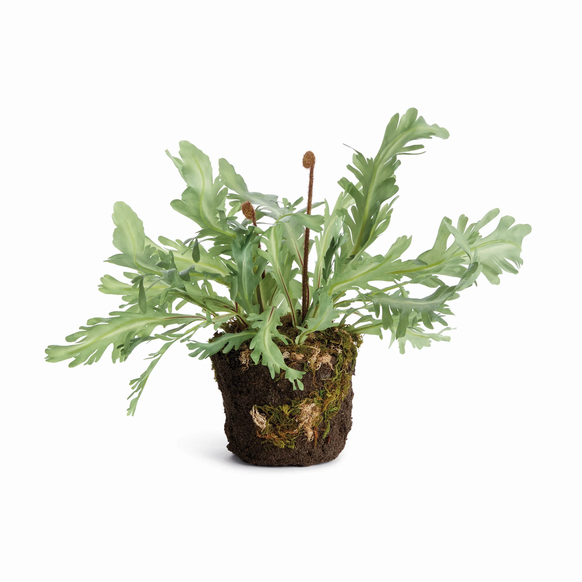 BIRDS NEST FERN DROP-IN 13.5