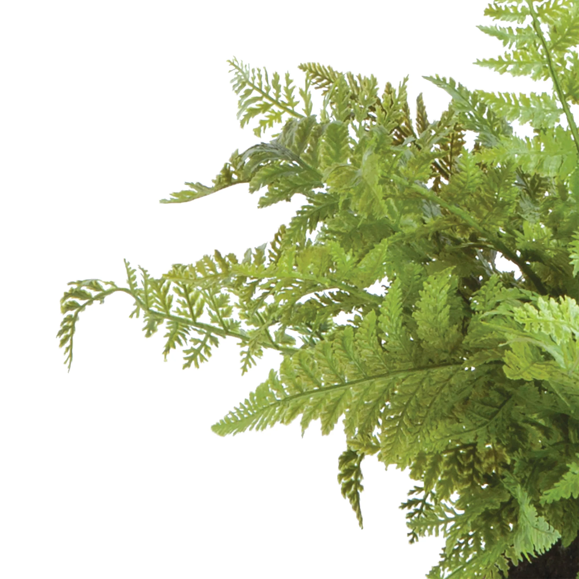 SOFT FERN DROP-IN 10.5" - Image 4