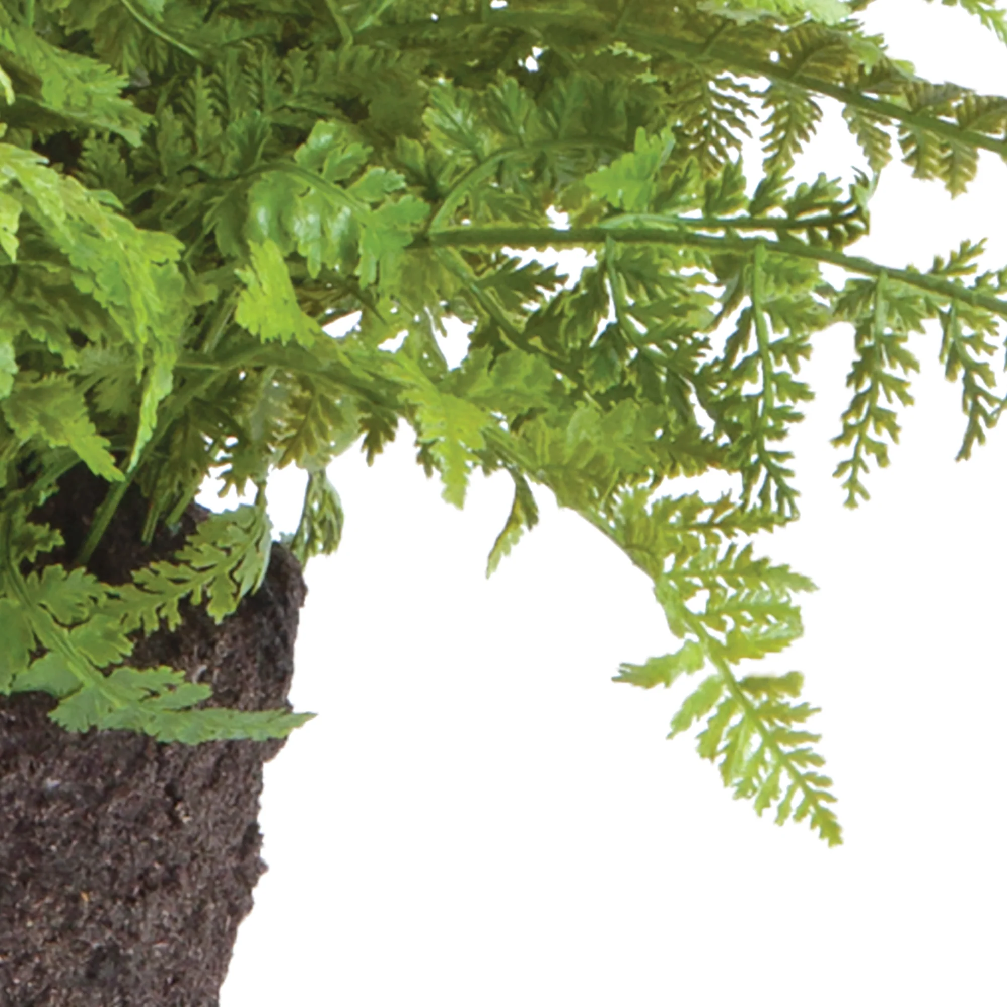 SOFT FERN DROP-IN 10.5" - Image 5